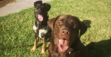 Divertidog