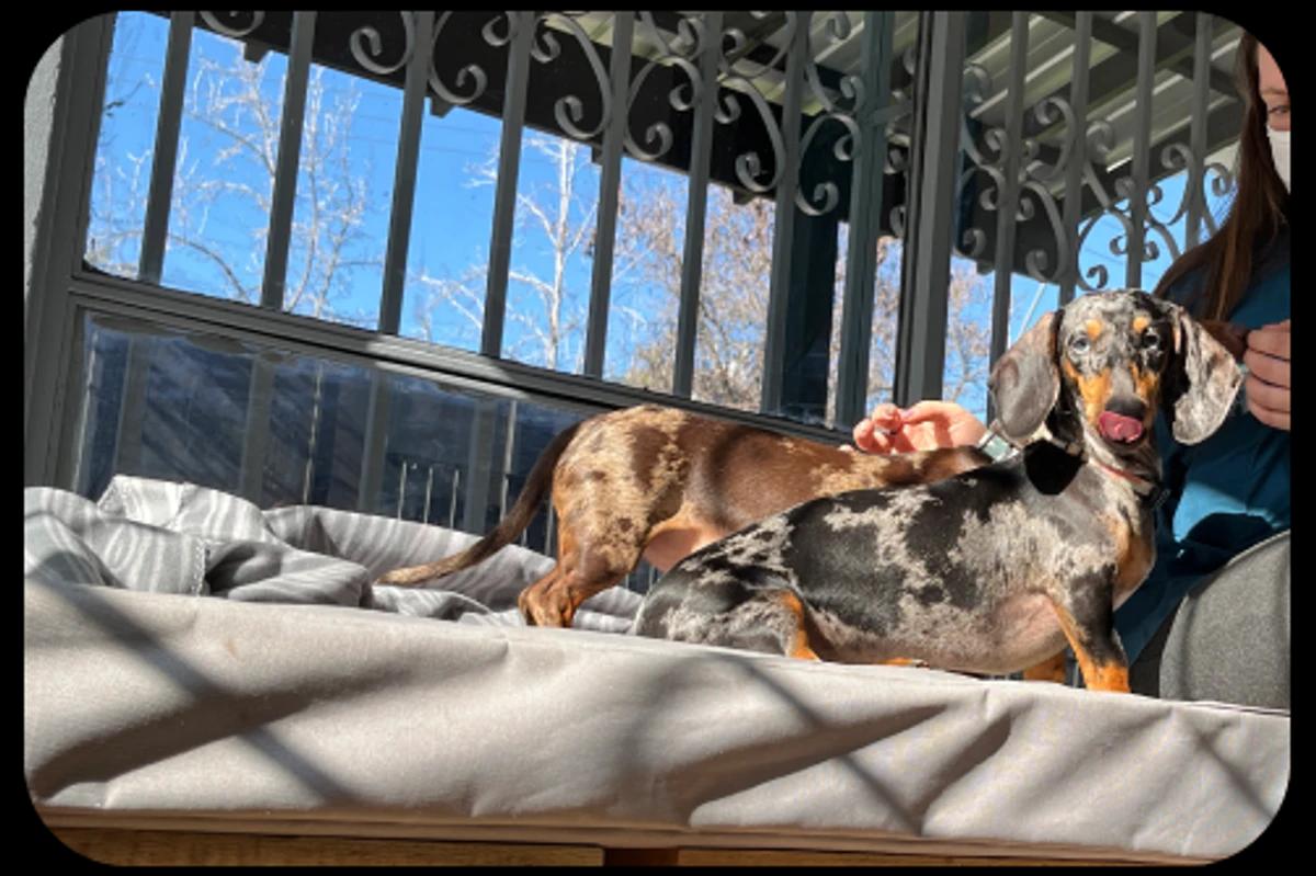 Pet and Breakfast