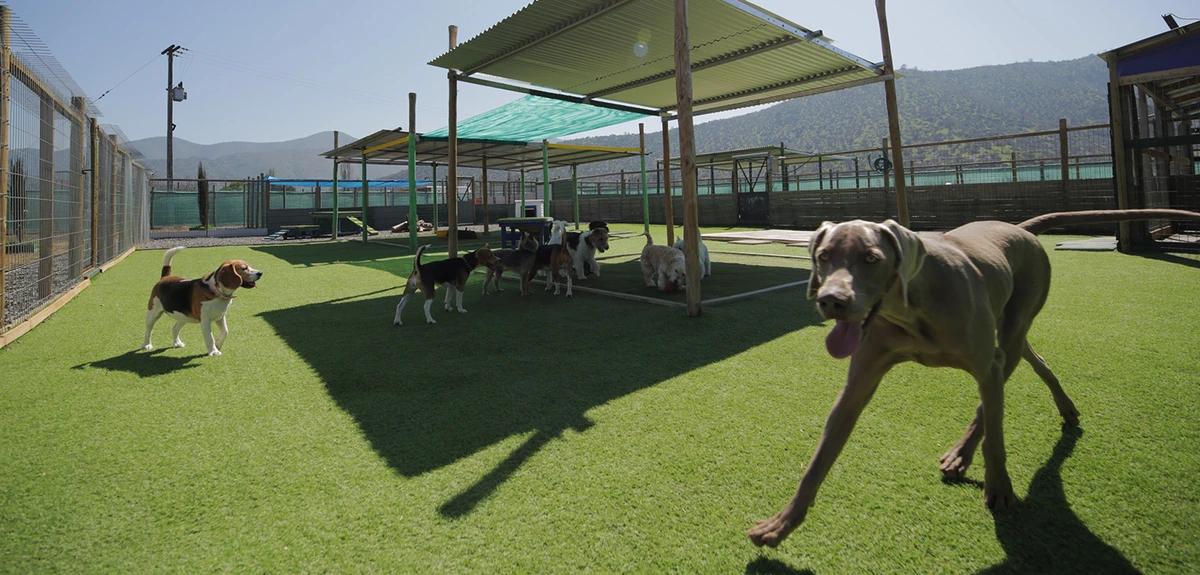 Plaza Pet