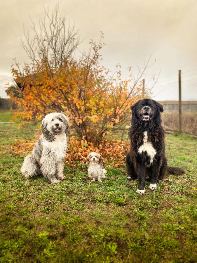 Mapu Pets