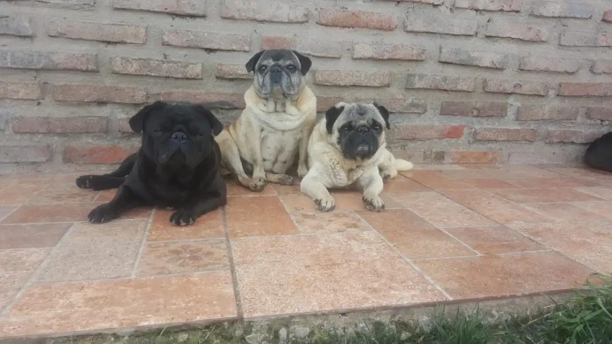 Hotel Canino Von Dichtung