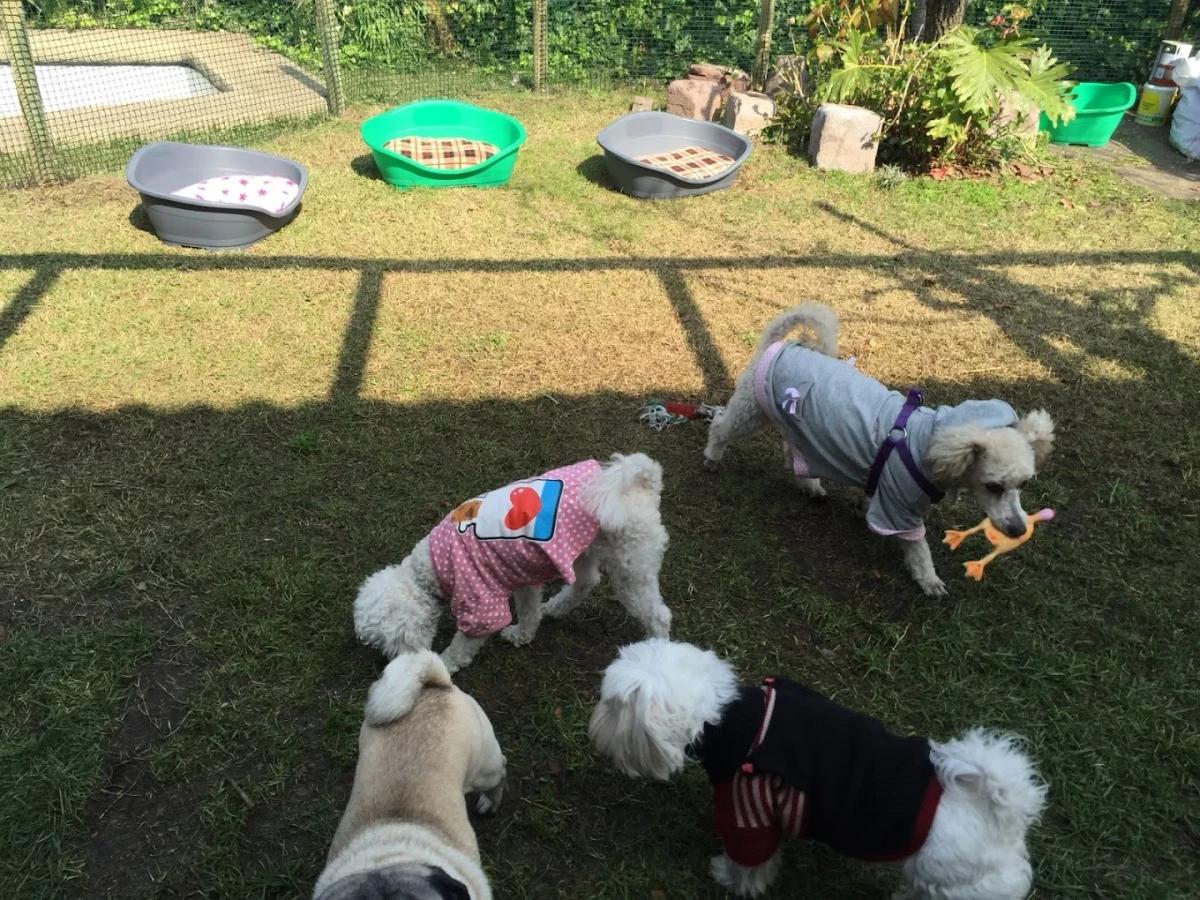 Hotel Pet Resort Santiago