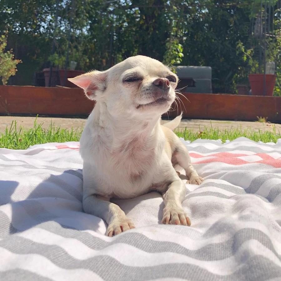Hotel Canino VIP