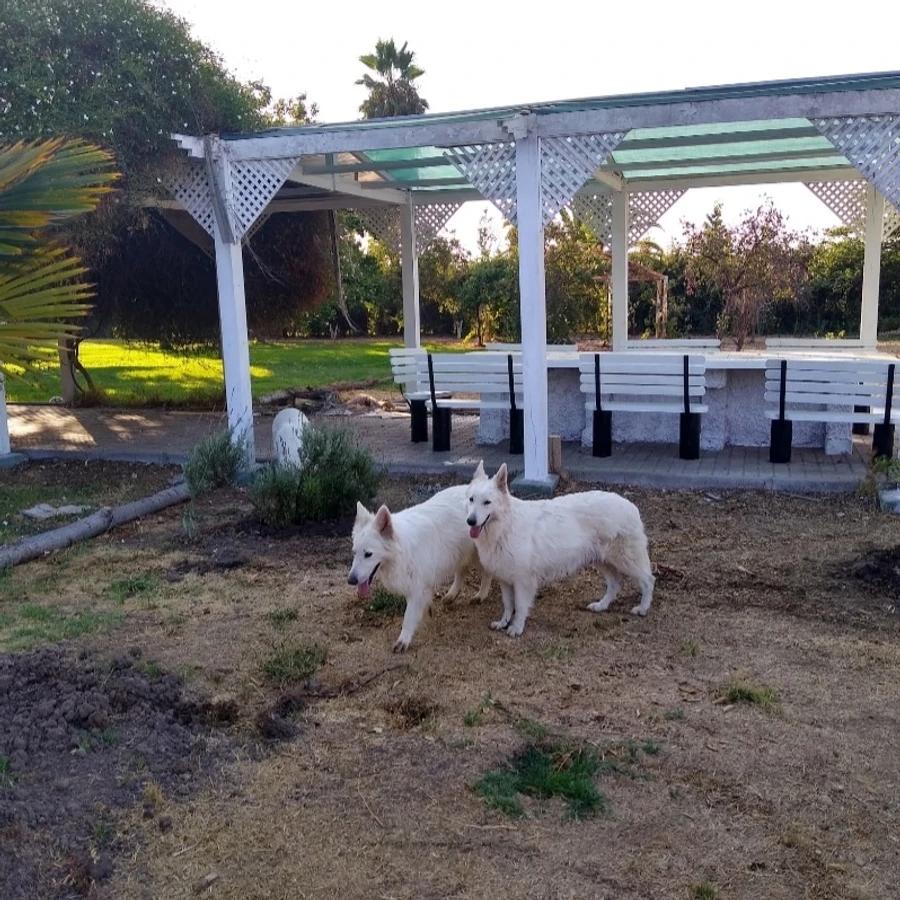 Hotel Canino Espíritu Lobo Blanco