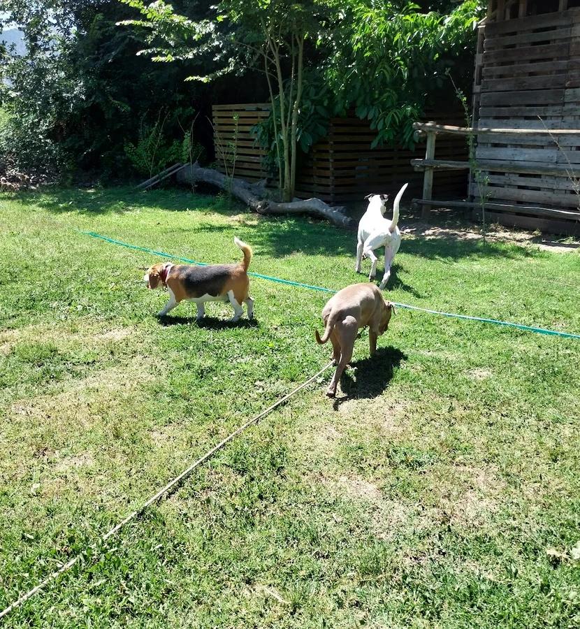 Hotel Canino Campestre