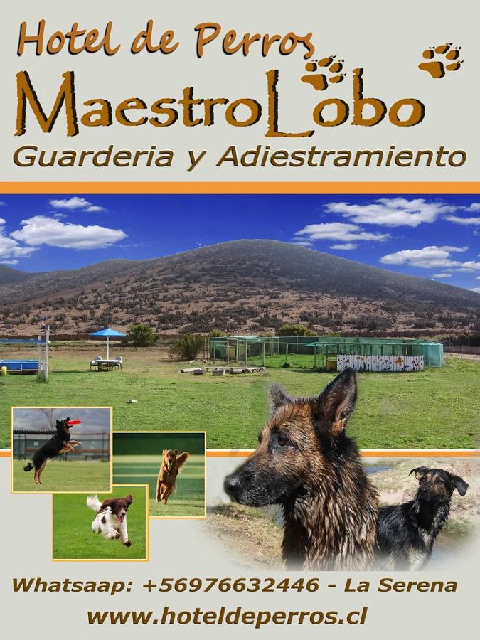 Hotel Maestro Lobo