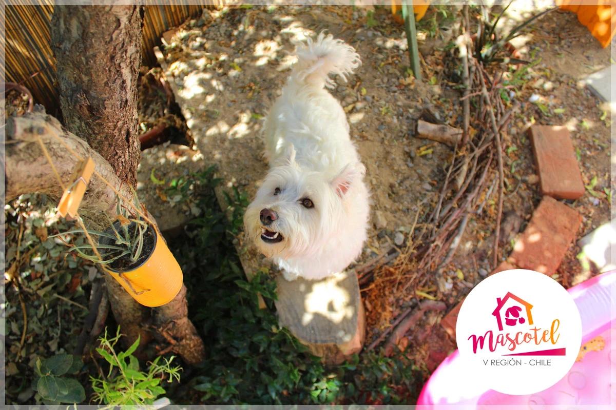 Mascotel