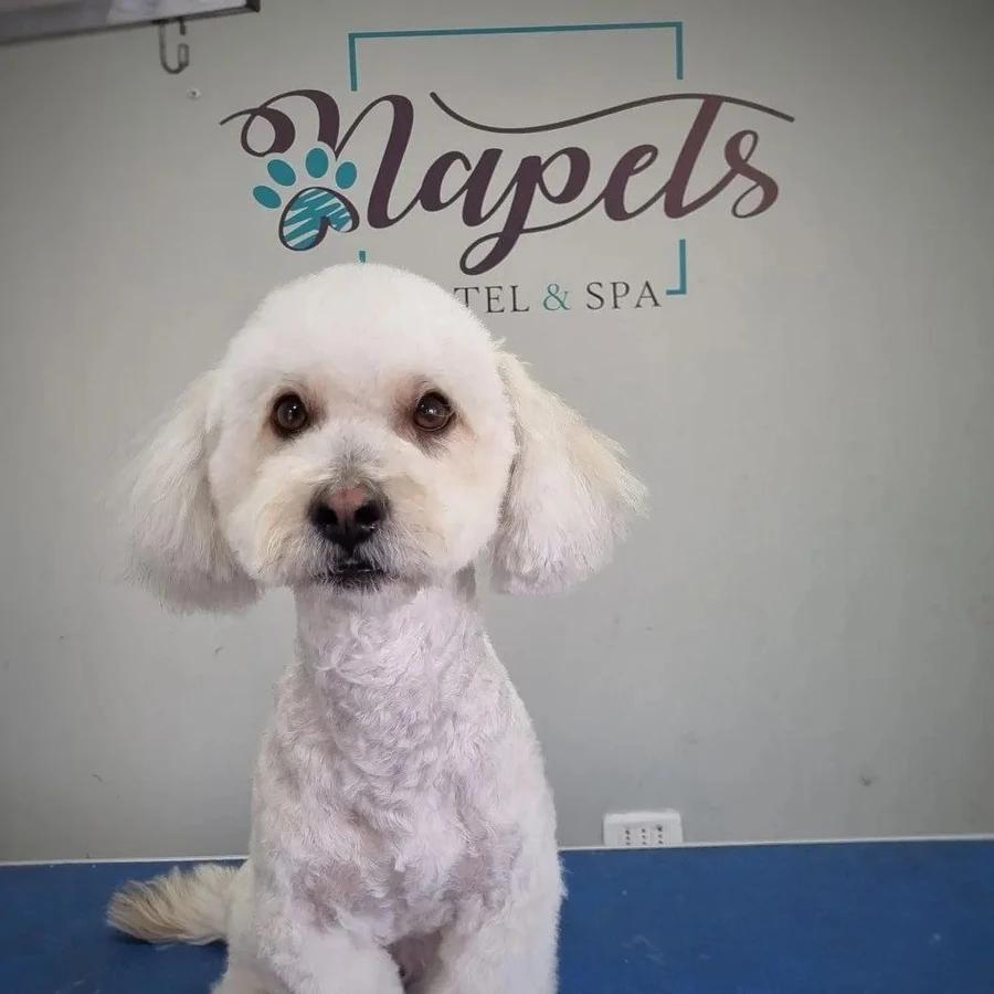 Napets
