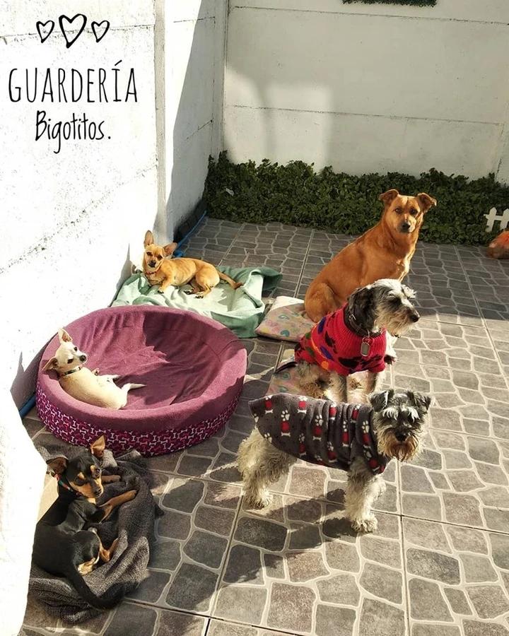 Guardería Canina Bigotitos