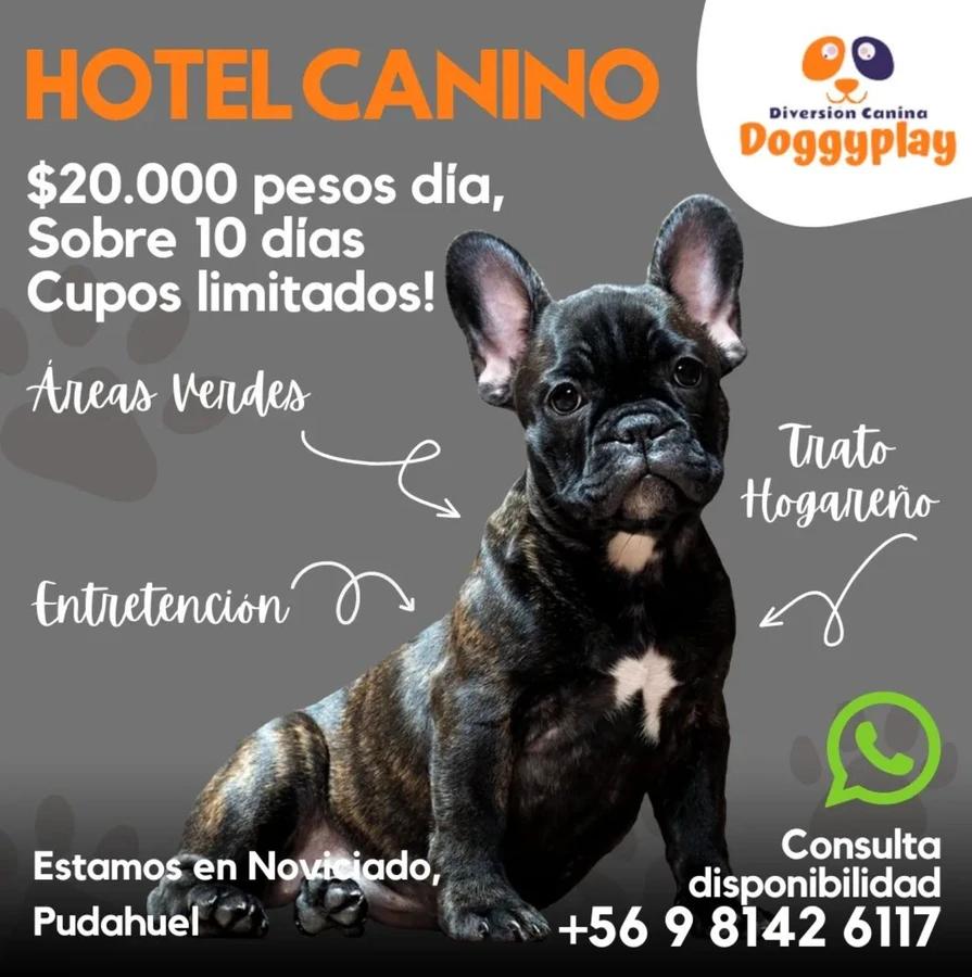 Dog Group Chile