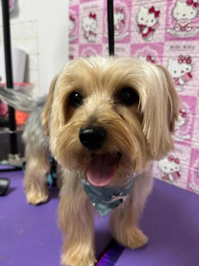 Happy Pets Wash